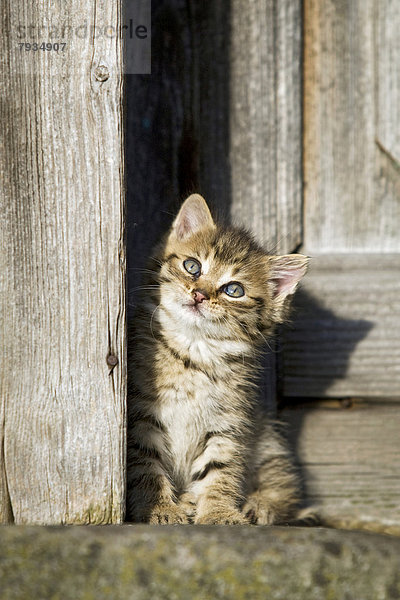 Braun getigertes Kätzchen sitz vor einer Holztür