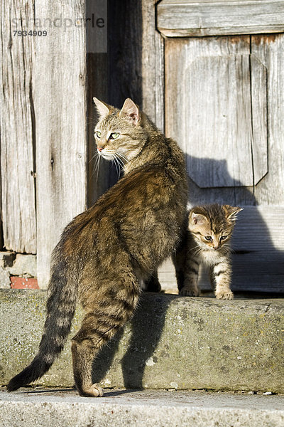 Braun getigerte Katze steht mit ihrem Kätzchen vor einer Holztür auf einer Treppe