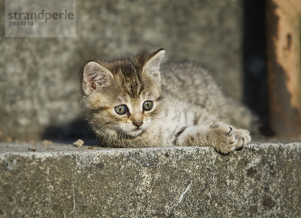 Braun getigertes Kätzchen liegt auf einer Treppenstufe und sonnt sich