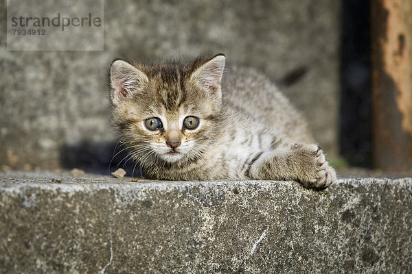 Braun getigertes Kätzchen liegt auf einer Treppenstufe und sonnt sich