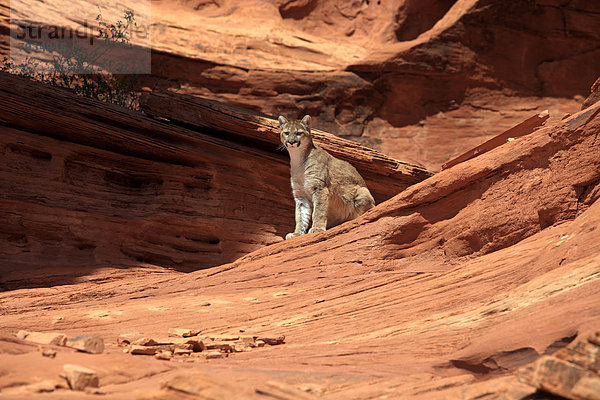 Puma (Puma concolor) sitzt auf Felsen  ausgewachsenes Tier  captive