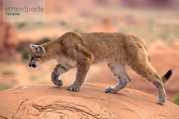 Puma (Puma concolor) steht auf einem Felsen  ausgewachsenes Tier  captive