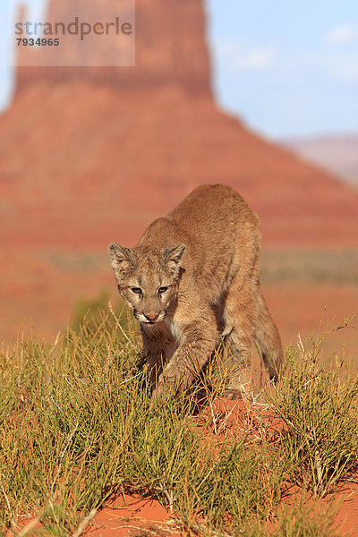 Puma (Puma concolor)  ausgewachsenes Tier  captive