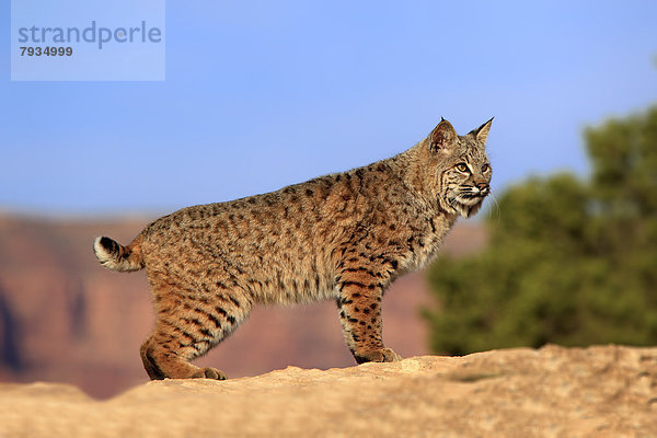 Rotluchs (Lynx rufus)  steht auf Fels  captive