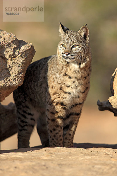Rotluchs (Lynx rufus)  steht auf Fels  captive
