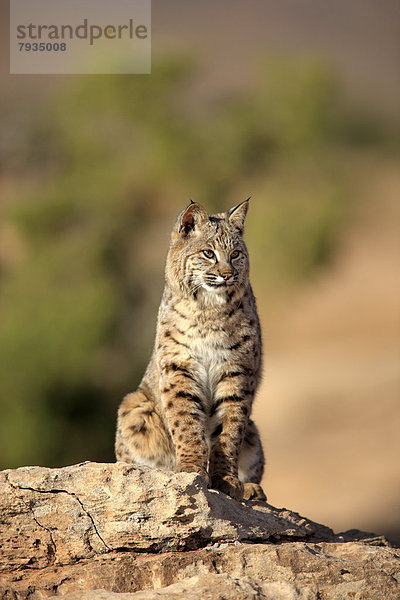 Rotluchs (Lynx rufus)  sitzt auf Fels  captive