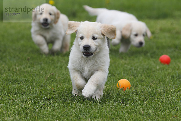 Spielende Golden Retriever Welpen auf Wiese