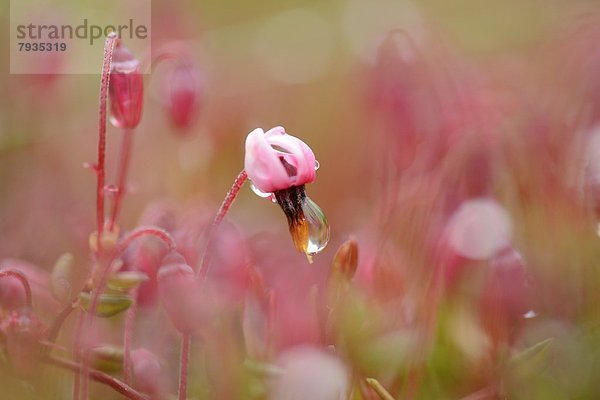 Blüte einer Gewöhnlichen Moosbeere (Vaccinium oxycoccos) in einem Moor im Frühling