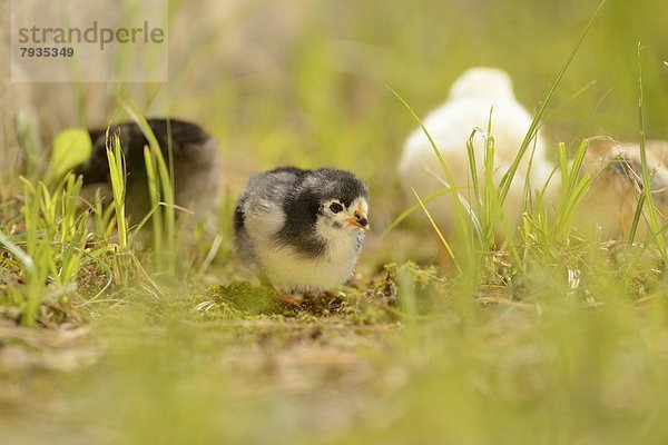 Hühnerküken (Gallus gallus domesticus) auf einer Wiese im Frühling