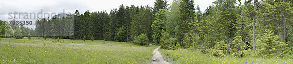 Fußweg in einer Naturlandschaft  Steiermark  Österreich