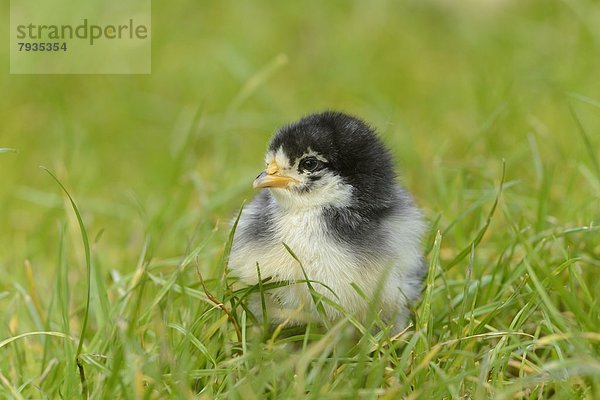 Hühnerküken (Gallus gallus domesticus) auf einer Wiese im Frühling