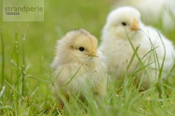 Hühnerküken (Gallus gallus domesticus) auf einer Wiese im Frühling