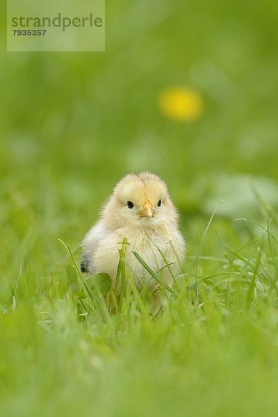 Hühnerküken (Gallus gallus domesticus) auf einer Wiese im Frühling