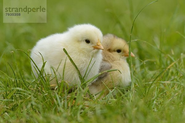 Hühnerküken (Gallus gallus domesticus) auf einer Wiese im Frühling