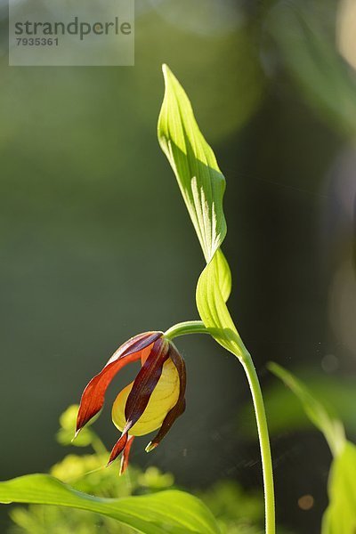 Gelber Frauenschuh (Cypripedium calceolus)