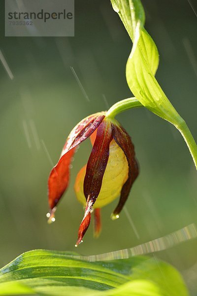 Gelber Frauenschuh (Cypripedium calceolus) im Regen