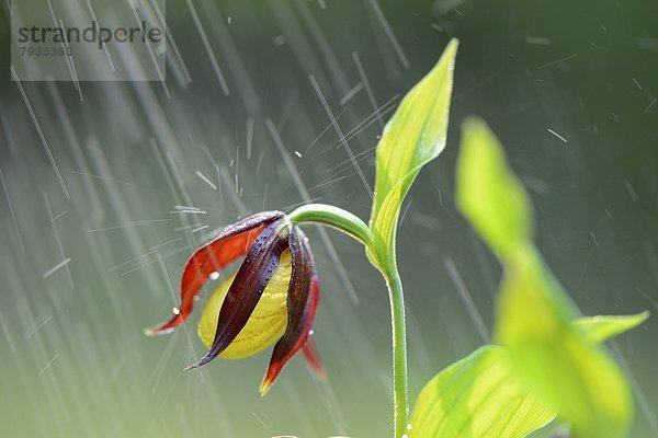 Gelber Frauenschuh (Cypripedium calceolus) im Regen