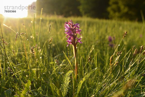 Breitblättriges Knabenkraut (Dactylorhiza majalis) in einem Moor im Frühling