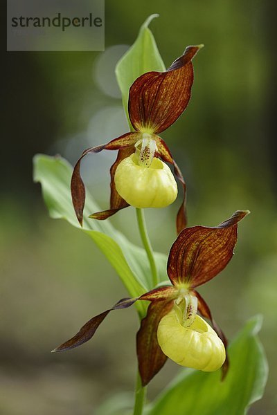 Gelber Frauenschuh (Cypripedium calceolus)