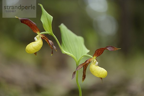 Gelber Frauenschuh (Cypripedium calceolus)