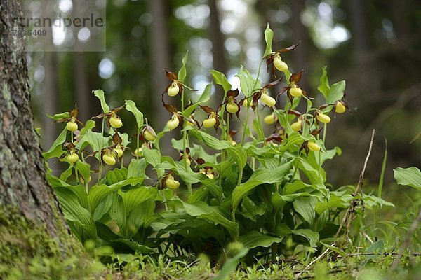 Gelber Frauenschuh (Cypripedium calceolus) im Wald