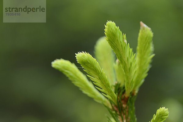 Spross einer Gemeine Fichten (Picea abies)