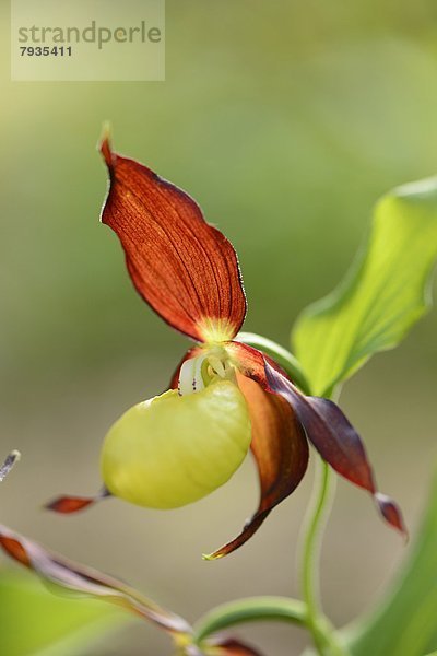 Gelber Frauenschuh (Cypripedium calceolus)