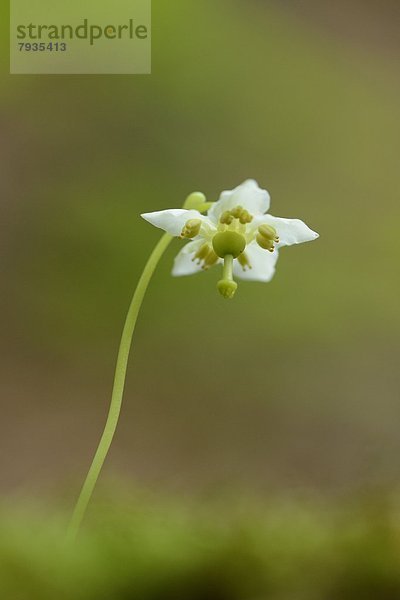 Blüte eines Moosauges (Moneses uniflora)