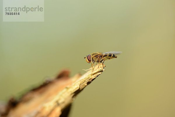 Marmelade Furcifer balteatus Schwebfliege