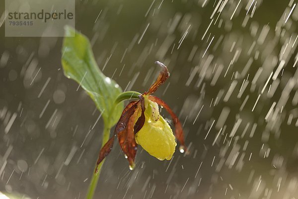 Gelber Frauenschuh (Cypripedium calceolus) im Regen