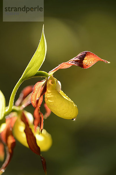 Gelber Frauenschuh (Cypripedium calceolus)