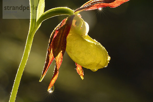 Gelber Frauenschuh (Cypripedium calceolus)