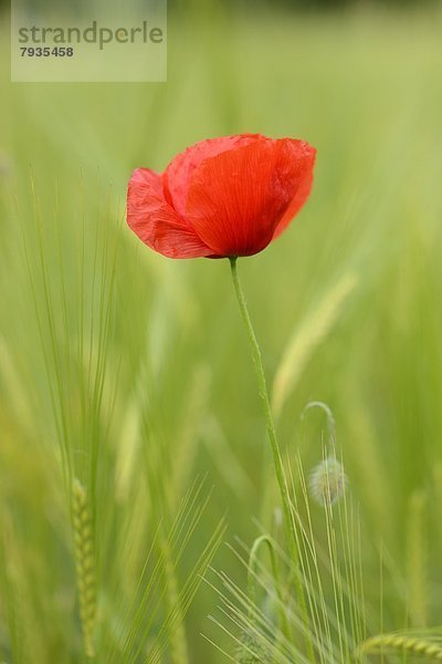 Klatschmohn Papaver rhoeas Feld Gerste Mohn