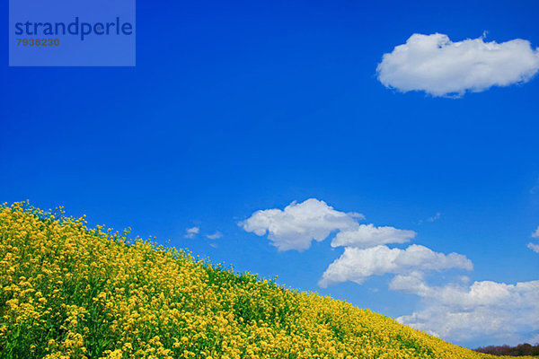 Wolke  Himmel  Blüte  Feld