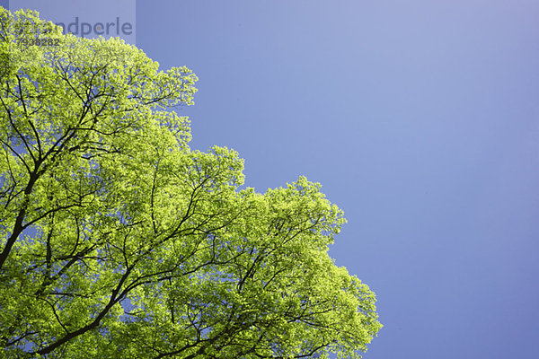 Himmel blau