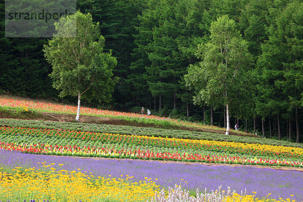 Blumenfeld  Hokkaido