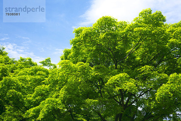 Baum  Himmel  Ahorn