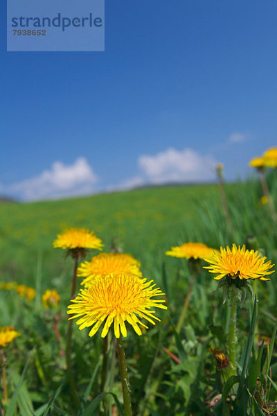 Löwenzahnblüten