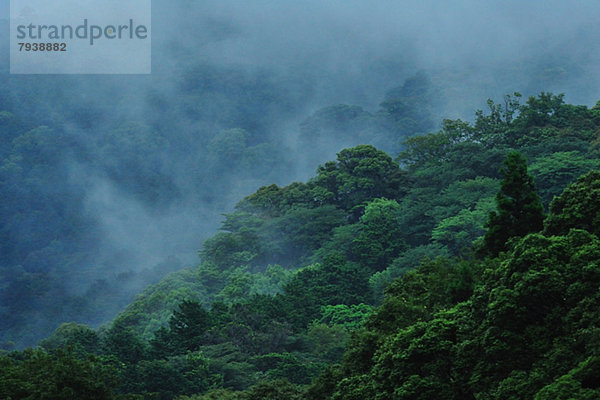 Forest at summer  Mie Prefecture