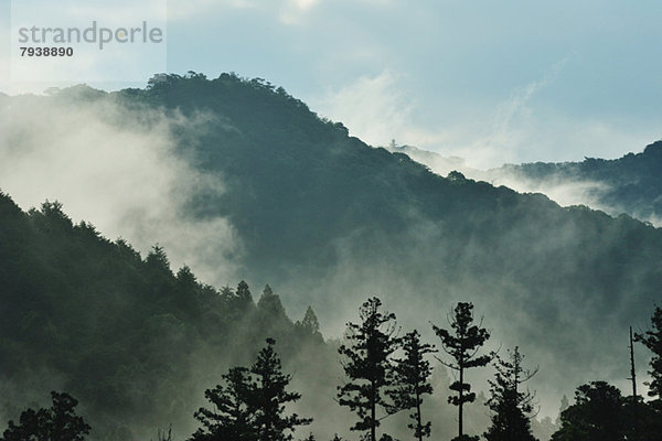 Forest at summer  Mie Prefecture