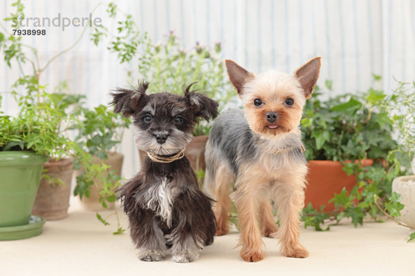 Modell  Yorkshire and the Humber  Terrier  Schnauzer  Miniatur