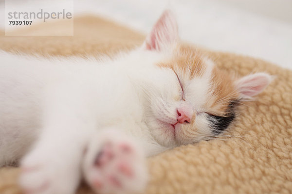 Tortoiseshell cat