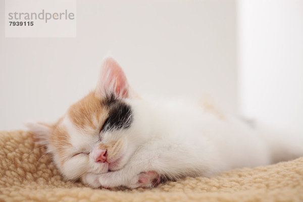 Tortoiseshell cat