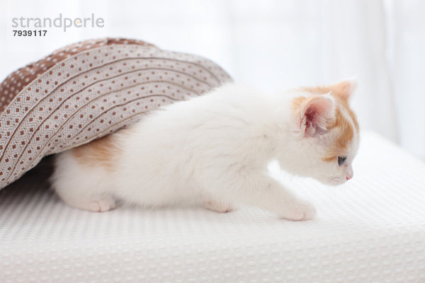 Tortoiseshell cat