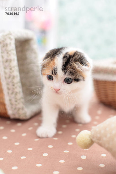 Scottish Fold