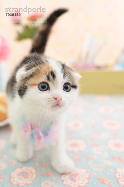 Scottish Fold