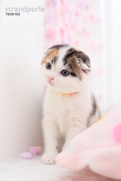 Scottish Fold