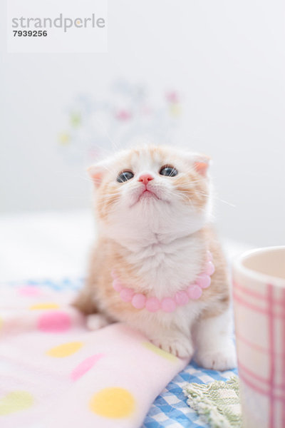 Scottish Fold