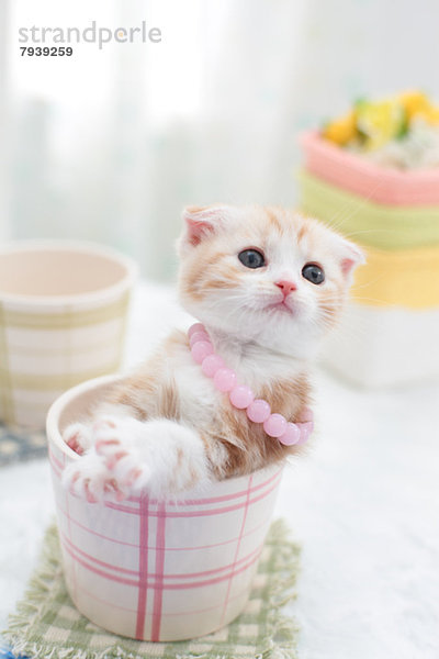 Scottish Fold