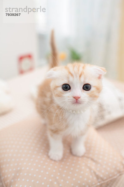 Scottish Fold